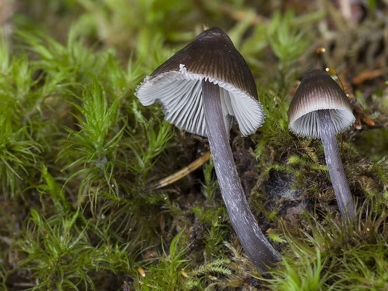 Mycena algeriensis